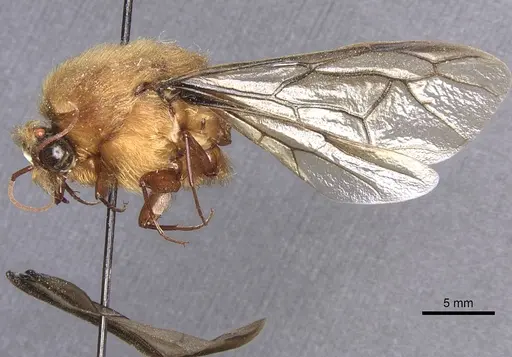 Dorylus fimbriatus specimen CASENT0911347 image casent0911347_4