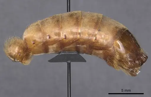 Dorylus fimbriatus specimen CASENT0911347 image casent0911347_5