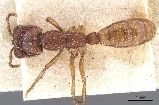 Dorylus fimbriatus specimen CASENT0911348 image casent0911348_1