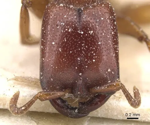 Dorylus fimbriatus specimen CASENT0911348 image casent0911348_2