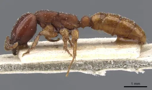 Dorylus fimbriatus specimen CASENT0911348 image casent0911348_3