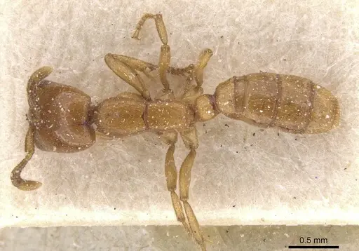 Dorylus fimbriatus specimen CASENT0911349 image casent0911349_1