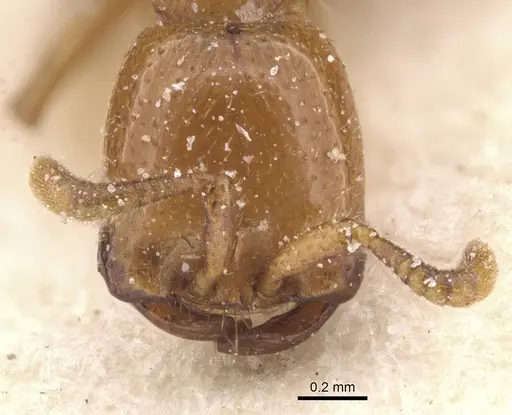 Dorylus fimbriatus specimen CASENT0911349 image casent0911349_2
