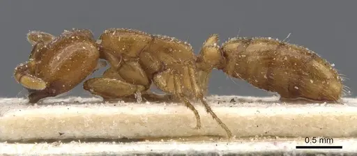 Dorylus fimbriatus specimen CASENT0911349 image casent0911349_3