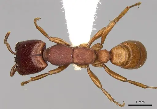 Dorylus fimbriatus specimen CASENT0914041 image casent0914041_1
