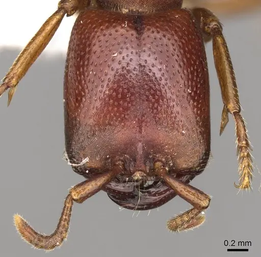 Dorylus fimbriatus specimen CASENT0914041 image casent0914041_2