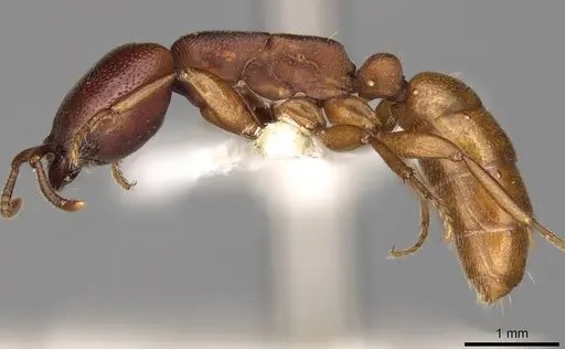 Dorylus fimbriatus specimen CASENT0914041 image casent0914041_3