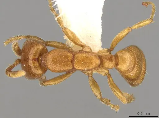 Dorylus fimbriatus specimen CASENT0914042 image casent0914042_1
