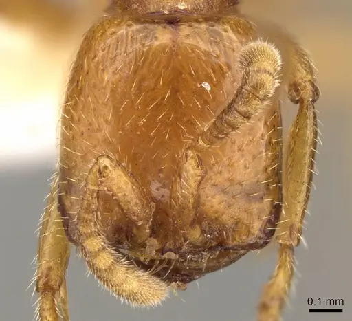 Dorylus fimbriatus specimen CASENT0914042 image casent0914042_2