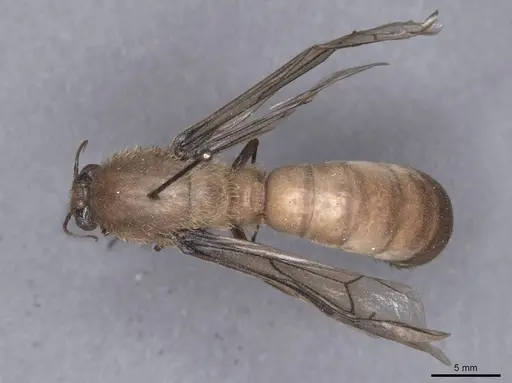 Dorylus fimbriatus specimen FMNHINS0000045248 image fmnhins0000045248_1