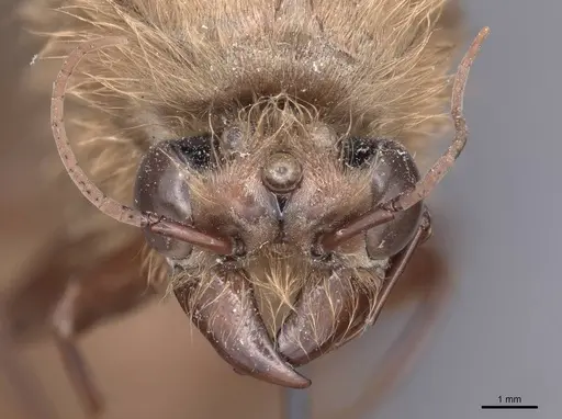Dorylus fimbriatus specimen FMNHINS0000045248 image fmnhins0000045248_2