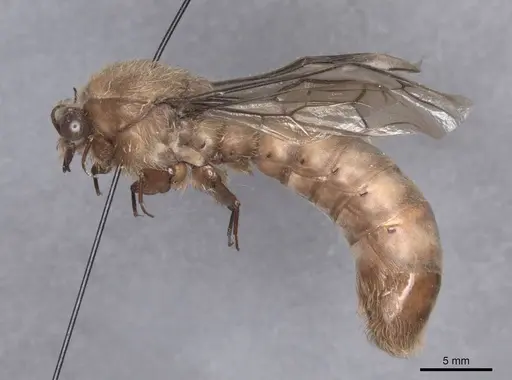 Dorylus fimbriatus specimen FMNHINS0000045248 image fmnhins0000045248_3