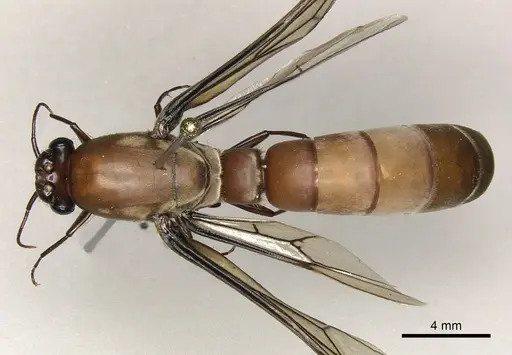 Dorylus fulvus specimen CASENT0217149 image casent0217149_1