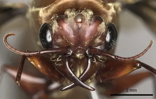 Dorylus fulvus specimen CASENT0217149 image casent0217149_2