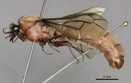 Dorylus fulvus specimen CASENT0217149 image casent0217149_3