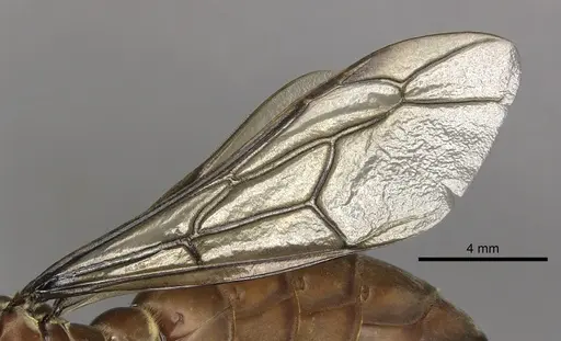 Dorylus fulvus specimen CASENT0217149 image casent0217149_4