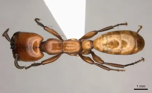 Dorylus fulvus specimen CASENT0217465 image casent0217465_1