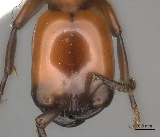 Dorylus fulvus specimen CASENT0217465 image casent0217465_2