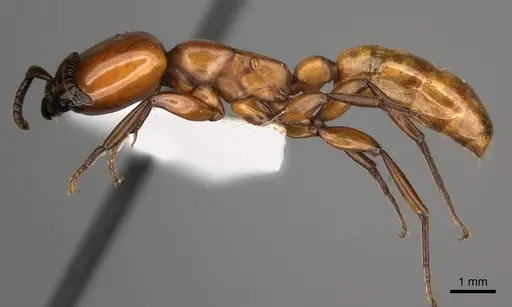 Dorylus fulvus specimen CASENT0217465 image casent0217465_3