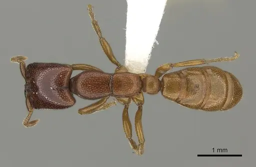 Dorylus fulvus specimen CASENT0235169 image casent0235169_1