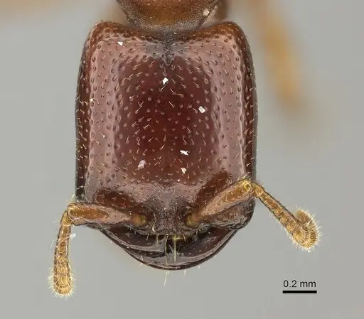 Dorylus fulvus specimen CASENT0235169 image casent0235169_2