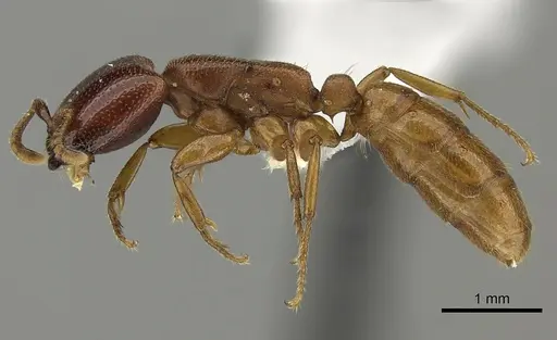 Dorylus fulvus specimen CASENT0235169 image casent0235169_3
