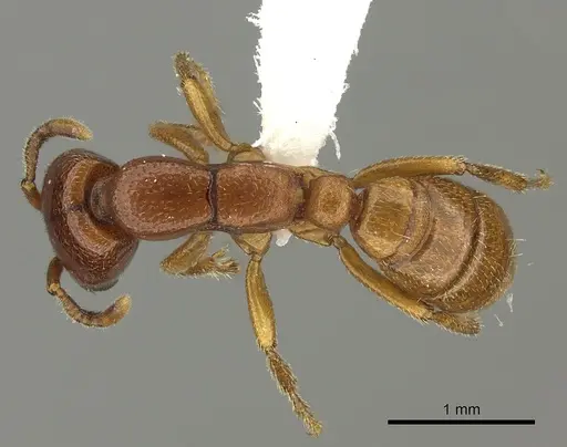 Dorylus fulvus specimen CASENT0235170 image casent0235170_1