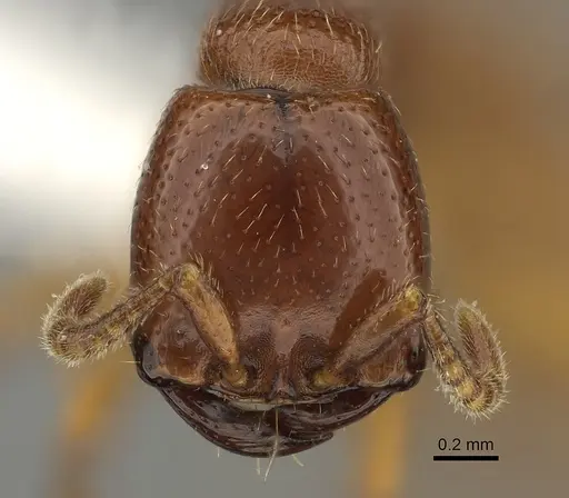 Dorylus fulvus specimen CASENT0235170 image casent0235170_2