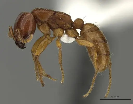 Dorylus fulvus specimen CASENT0235170 image casent0235170_3