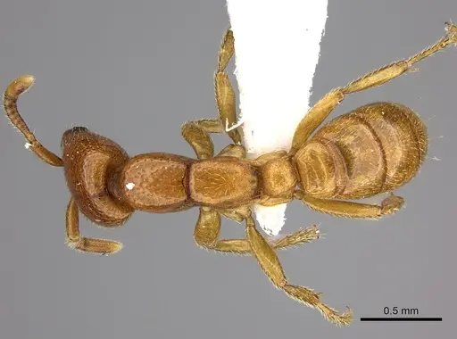Dorylus fulvus specimen CASENT0235171 image casent0235171_1