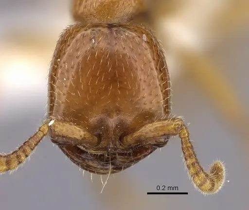 Dorylus fulvus specimen CASENT0235171 image casent0235171_2