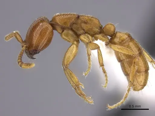 Dorylus fulvus specimen CASENT0235171 image casent0235171_3