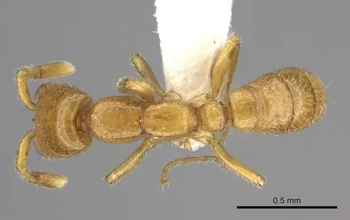 Dorylus fulvus specimen CASENT0235172 image casent0235172_1
