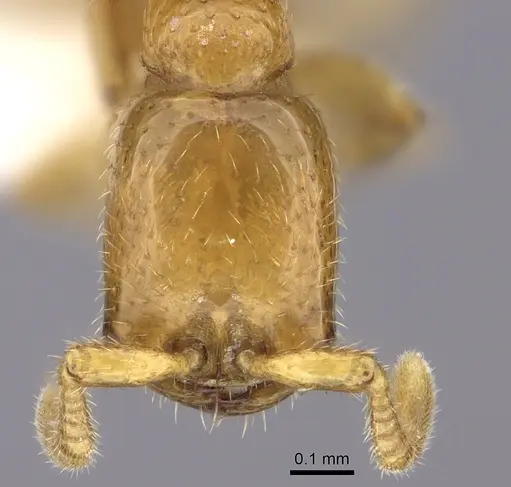 Dorylus fulvus specimen CASENT0235172 image casent0235172_2