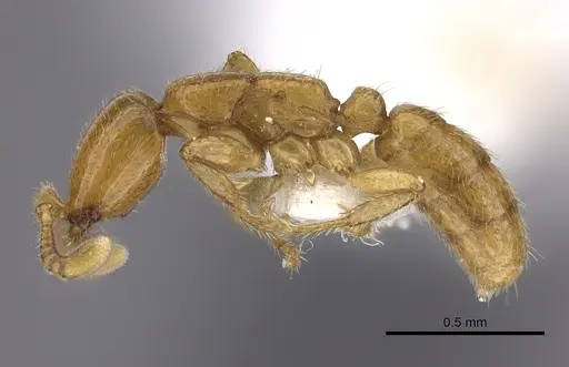 Dorylus fulvus specimen CASENT0235172 image casent0235172_3