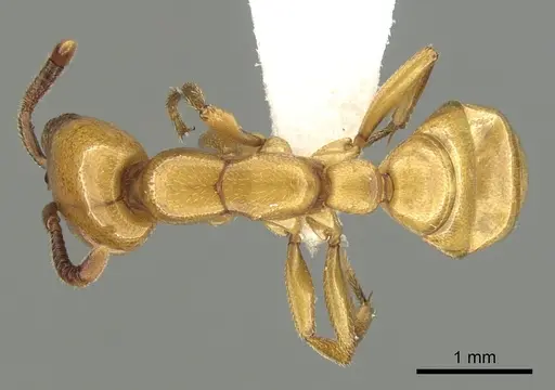 Dorylus fulvus specimen CASENT0249440 image casent0249440_1