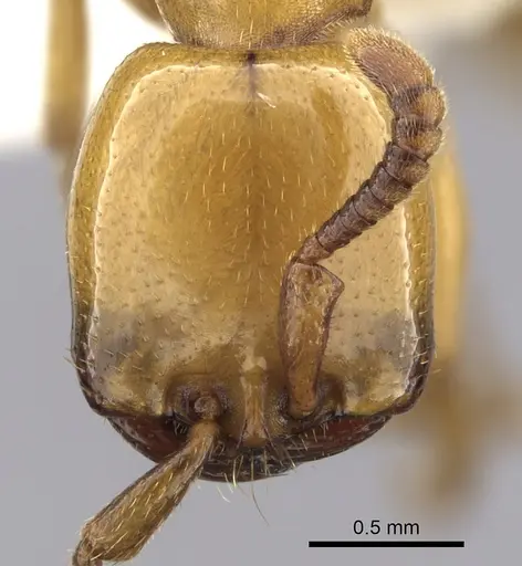 Dorylus fulvus specimen CASENT0249440 image casent0249440_2