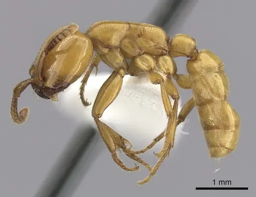 Dorylus fulvus specimen CASENT0249440 image casent0249440_3
