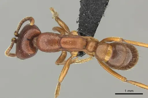 Dorylus fulvus specimen CASENT0401739 image casent0401739_1