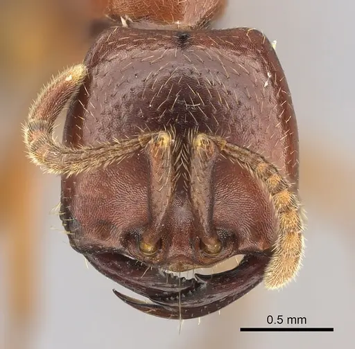 Dorylus fulvus specimen CASENT0401739 image casent0401739_2