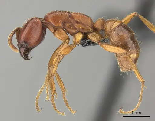 Dorylus fulvus specimen CASENT0401739 image casent0401739_3