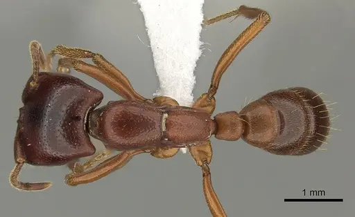 Dorylus fulvus specimen CASENT0401743 image casent0401743_1