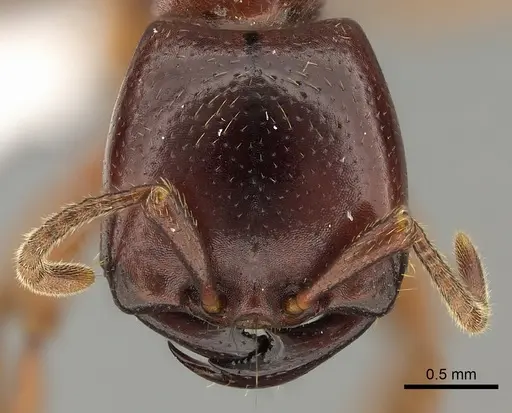 Dorylus fulvus specimen CASENT0401743 image casent0401743_2