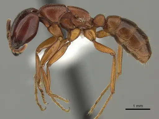 Dorylus fulvus specimen CASENT0401743 image casent0401743_3