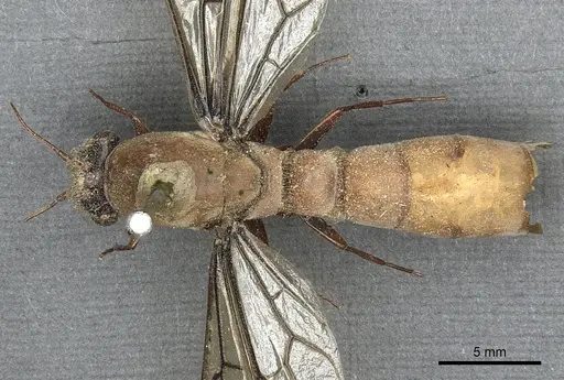 Dorylus fulvus specimen CASENT0901949 image casent0901949_1
