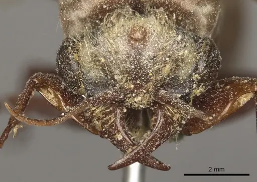 Dorylus fulvus specimen CASENT0901949 image casent0901949_2