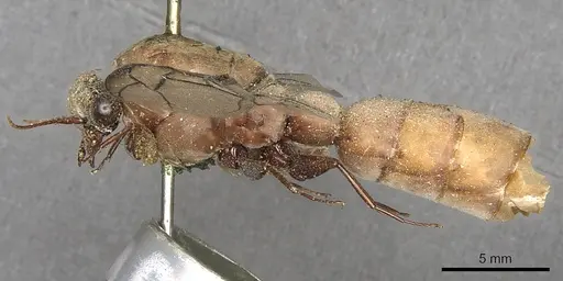 Dorylus fulvus specimen CASENT0901949 image casent0901949_3