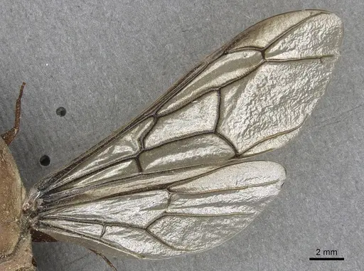 Dorylus fulvus specimen CASENT0901949 image casent0901949_4