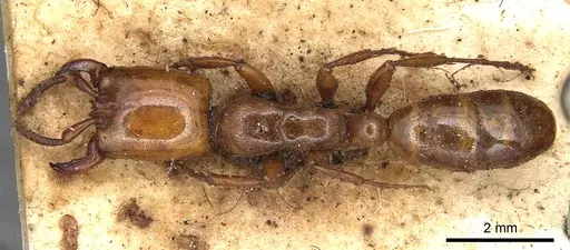 Dorylus fulvus specimen CASENT0901953 image casent0901953_1
