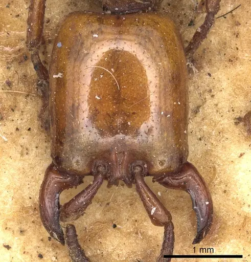 Dorylus fulvus specimen CASENT0901953 image casent0901953_2